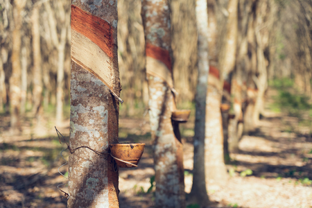 Rubber tree (Hevea brasiliensis) produces latex. By using knife cut at the outer surface of the trunk. Latex like milk Conducted into gloves, condoms, tires, tires and so on.の写真素材