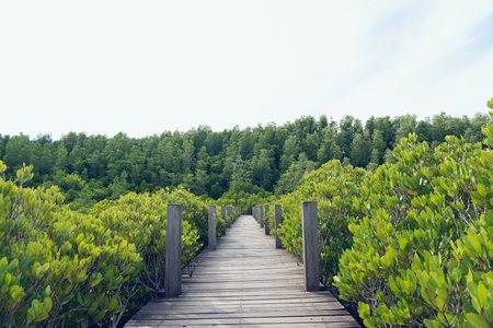 mangrove forest (Ceriops decandra) Also known as the Golden Meadow Prong destinations of Rayong, Thailand is a natural shoreline.の写真素材