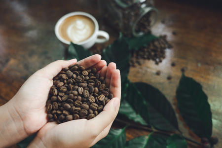 Beautiful hands holding coffee beans As a raw material for making coffee Refreshing drink Useful for the body with a glass coffee background and leaves from the coffee treeの写真素材