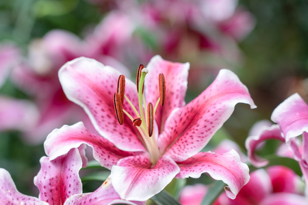 Lil White (Lily, Lilium hybrids) Blooming in the garden, gardening ideas Decorating a place The meaning of white lilies.の写真素材