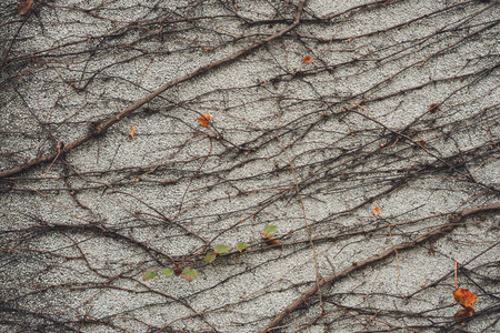 The wall is made of brick and then painted in white. There are creepers on the left wall. This wall is popular in English style. Also known as a vintage style. as background with copy space.の写真素材