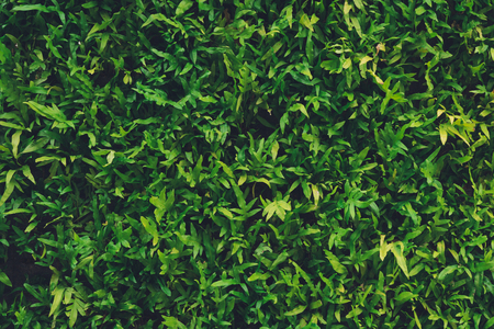 Wall from the leaves Used as a background, covering the surface, decorating the building Gives a fresh, moist, cool and comfortable feelingの写真素材