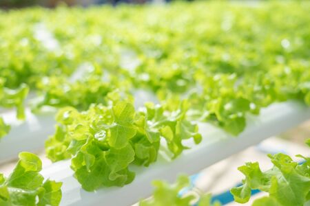 Growing vegetables without using soil or calling another type Hydroponic Vegetable Growing The concept of organic vegetables, food, health, agriculture, limited spaceの写真素材