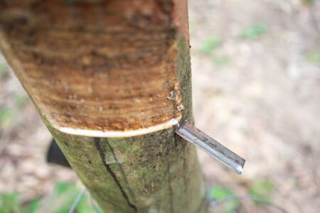 Rubber tree (Hevea brasiliensis) produces latex. By using knife cut at the outer surface of the...
