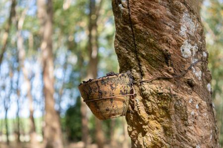 Rubber tree (Hevea brasiliensis) produces latex. By using knife cut at the outer surface of the...