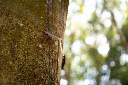 Rubber tree (Hevea brasiliensis) produces latex. By using knife cut at the outer surface of the...