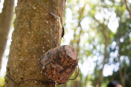 Rubber tree (Hevea brasiliensis) produces latex. By using knife cut at the outer surface of the trunk. Latex like milk Conducted into gloves, condoms, tires, tires and so on.の写真素材