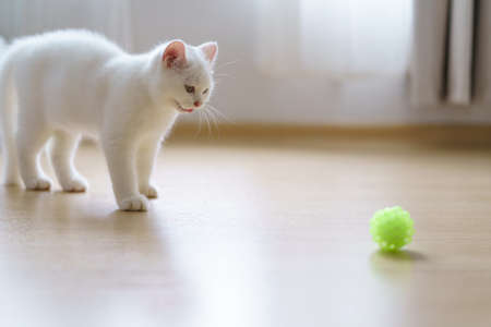 Cute white cat british shorthair kitten plays with a cat feather toy in bedroom. Domestic animal. Looking at copy-space. Bannerの写真素材