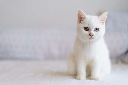 portrait of Cute white cat british shorthair kitten looking at camera on bed. Domestic animal. Looking at copy-space. Bannerの写真素材