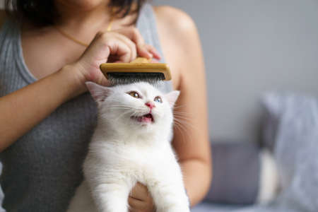 Woman combing cute white cat british shorthair kitten with brush and enjoying. Cleaning the coat of a Tabby cat lying. Domestic animal. Looking at copy-space. Bannerの写真素材