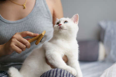 Woman combing cute white cat british shorthair kitten with brush and enjoying. Cleaning the coat of a Tabby cat lying. Domestic animal. Looking at copy-space. Bannerの写真素材