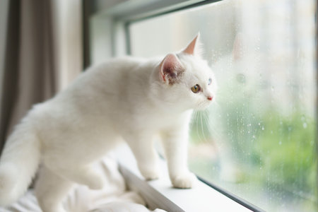 portrait of Cute white cat british shorthair kitten looking at camera on bed. Domestic animal. Looking at copy-space. Bannerの写真素材
