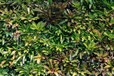 Tropical trees arranged in full background Or full wall There are leaves in different sizes, different colors, various sizes, many varieties. Another garden layout.as summer background with copy spaceの写真素材