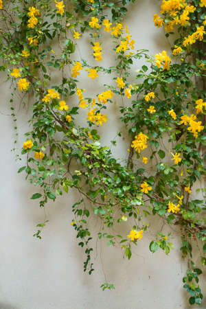 The wall is made of brick and then painted in white. There are creepers on the left wall. This wall is popular in English style. Also known as a vintage style. as background with copy space.の写真素材