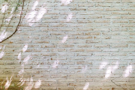 The wall is made of brick and then painted in white. There are creepers on the left wall. This wall is popular in English style. Also known as a vintage style. as background with copy space.の写真素材