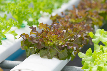 hydroponic salad farm grows leafy greens using a soilless system. Nutrient-rich water feeds the plants, ensuring faster growth and higher yields. The controlled environment produces fresh, clean, and sustainable produce year-round.の写真素材