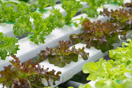 hydroponic salad farm grows leafy greens using a soilless system. Nutrient-rich water feeds the plants, ensuring faster growth and higher yields. The controlled environment produces fresh, clean, and sustainable produce year-round.の写真素材