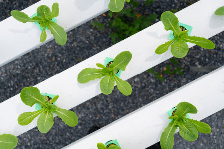 hydroponic salad farm grows leafy greens using a soilless system. Nutrient-rich water feeds the plants, ensuring faster growth and higher yields. The controlled environment produces fresh, cleanの写真素材