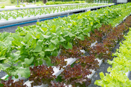 hydroponic salad farm grows leafy greens using a soilless system. Nutrient-rich water feeds the plants, ensuring faster growth and higher yields. The controlled environment produces fresh, cleanの写真素材