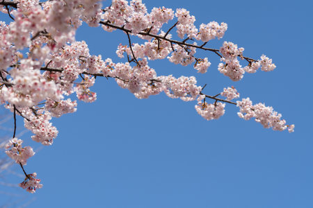 Cherry blossoms are delicate, pale pink or white flowers that bloom briefly in spring, symbolizing the fleeting beauty of life. Their soft petals create a dreamy landscape, often celebrated in festivals for their stunning, ephemeral beauty.の写真素材
