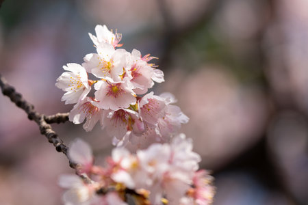 Cherry blossoms are delicate, pale pink or white flowers that bloom briefly in spring, symbolizing the fleeting beauty of life. Their soft petals create a dreamy landscape, often celebrated in festivals for their stunning, ephemeral beauty.の写真素材