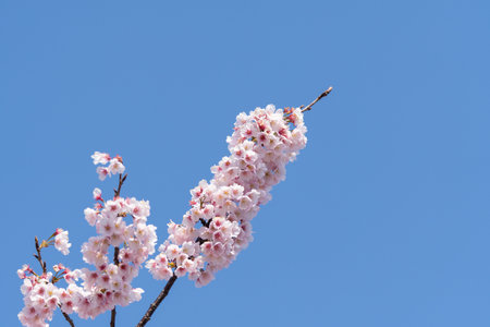 Cherry blossoms are delicate, pale pink or white flowers that bloom briefly in spring, symbolizing the fleeting beauty of life. Their soft petals create a dreamy landscape, often celebrated in festivals for their stunning, ephemeral beauty.の写真素材