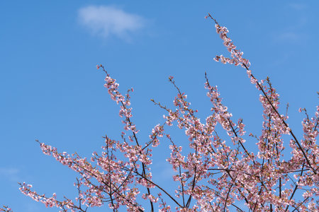 Pink cherry blossom(Cherry blossom, Japanese flowering cherry) on the Sakura tree. Sakura flowers are representative of Japanese flowers. The main part of the winter pass.の写真素材