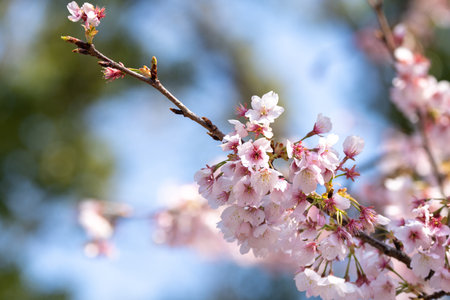 Pink cherry blossom on the Sakura tree. Sakura flowers are representative of Japanese flowers. The main part of the winter pass.の写真素材