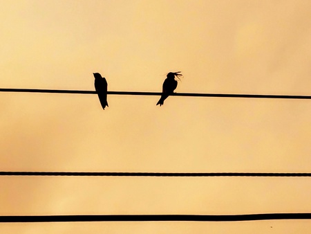 Birdの素材