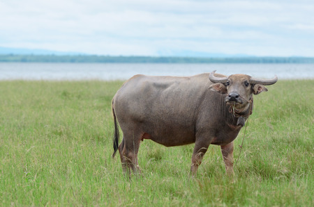 Buffalo in the field