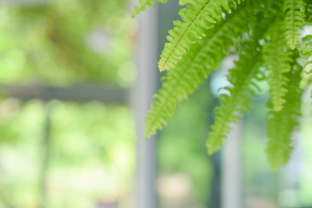 Fern leaves in garden for background.