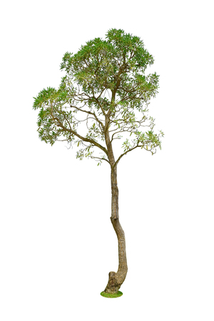 Isolated tree on white background.の写真素材