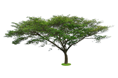 Isolated tree on white background.の写真素材