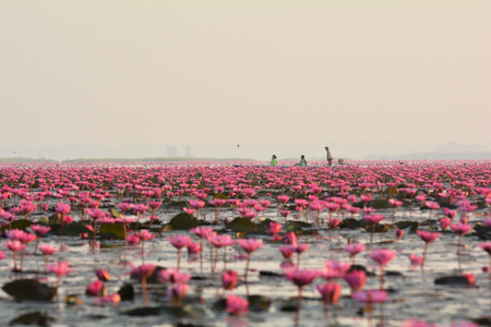 Tourists are taking a boat ride in red lotus sea Udon Thani,Thailad in the morning.の写真素材