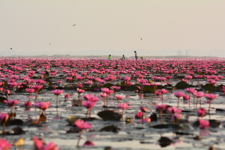 Tourists are taking a boat ride in red lotus sea Udon Thani,Thailad in the morning.の写真素材