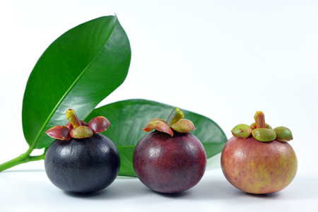 Asian fruit mangosteen tree colour on white background.の写真素材