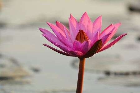 Pink lotus flower in a pond.の写真素材