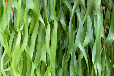 Fern leaves in garden for background.の写真素材