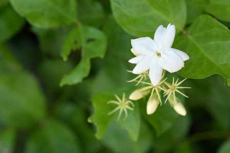 Jasmine is the symbol of Mother's Day in Thailand.の写真素材