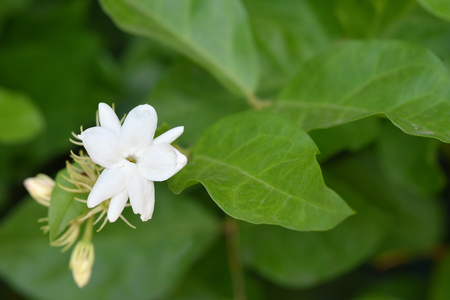 Jasmine is the symbol of Mother's Day in Thailand.の写真素材