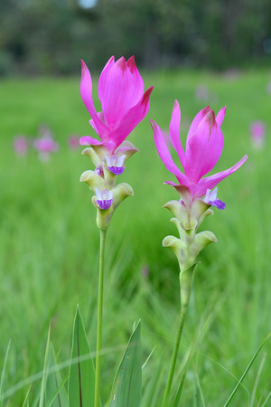 Pink Siam Tulip are in a beautiful field.の写真素材