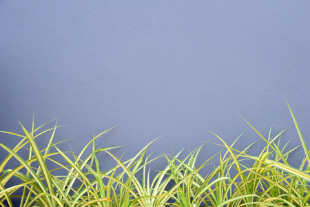 Green leaf in front of a gray wall.の写真素材