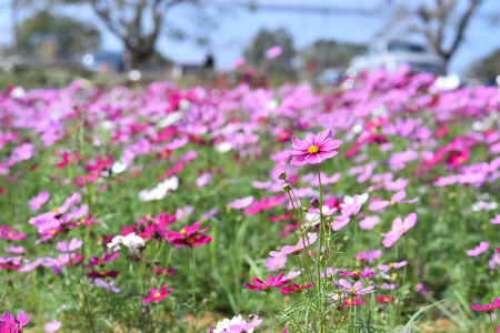 Cosmos flowers in the field.Selective focus depth of field.の写真素材