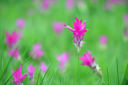 Pink Siam Tulip are in a beautiful field.の写真素材