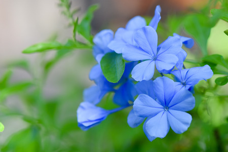 Close up Plumbago auriculata.Violet flower.の写真素材