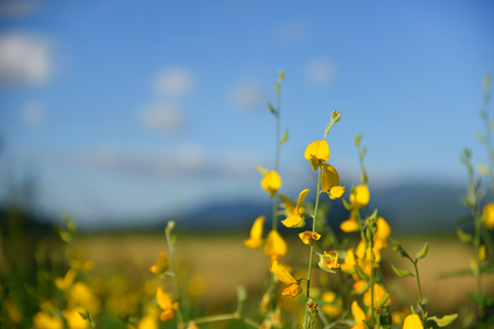 The field of Sunn hemp witk sky and moutain background,selective focus.の写真素材