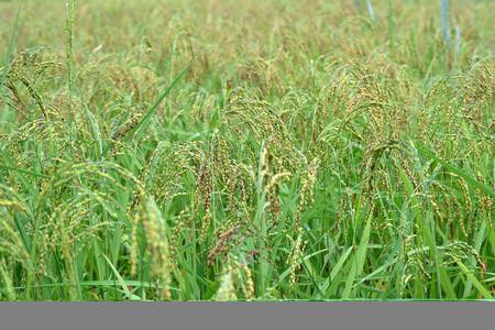 Close up green rice in field.の写真素材