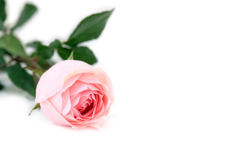 Pink rose isolated white background.Selective focus depth of field.の写真素材