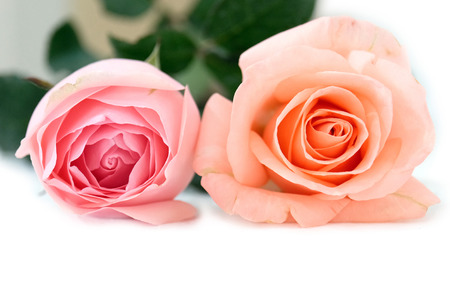 Orange and pink rose isolated white background.Selective focus depth of field.の写真素材