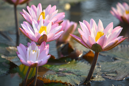 Pink lotus is in the lotus leaf in morning.の写真素材